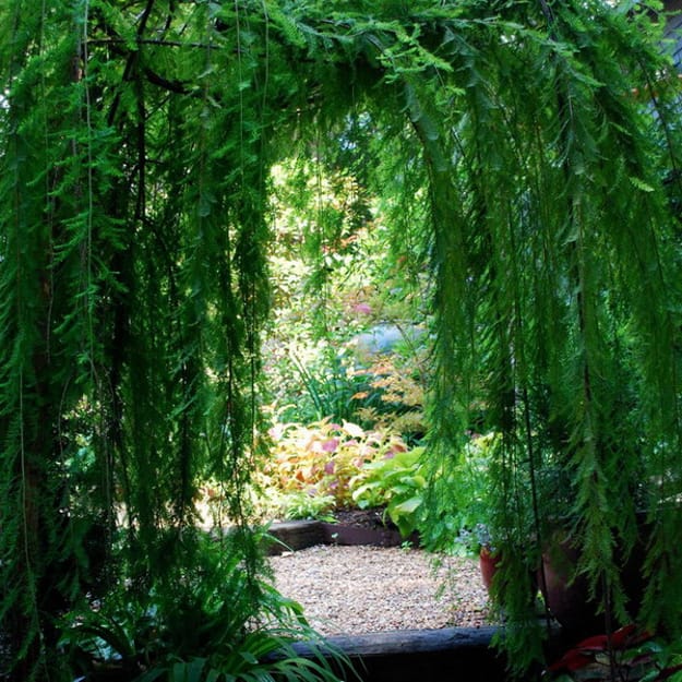 garden path pergola