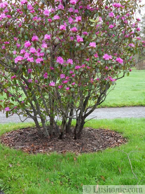 magnolia bush pink flowers