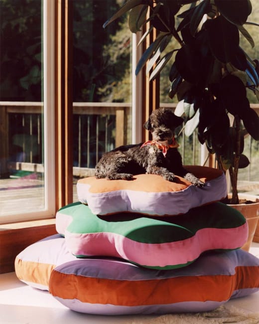 Colorful shop dog beds