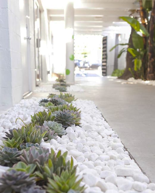 succulents white pebbles