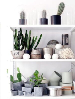 Cacti in Modern Interiors, 55 Ideas for Room Decorating with Desert Plants
