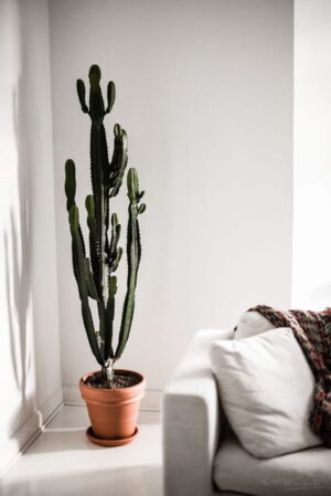 Cacti in Modern Interiors, 55 Ideas for Room Decorating with Desert Plants