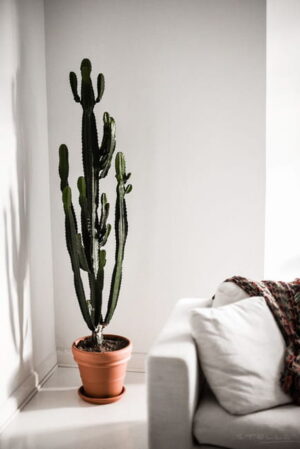 View of Cacti in Modern Interiors, 55 Ideas for Room Decorating with Desert Plants