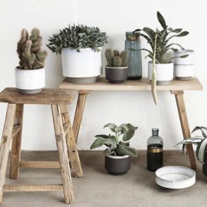 Cacti in Modern Interiors, 55 Ideas for Room Decorating with Desert Plants