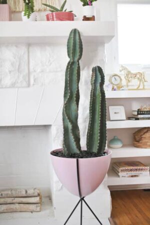 Cacti in Modern Interiors, 55 Ideas for Room Decorating with Desert Plants