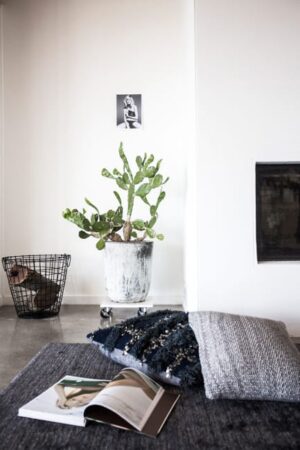 Cacti in Modern Interiors, 55 Ideas for Room Decorating with Desert Plants