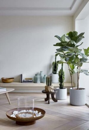 Cacti in Modern Interiors, 55 Ideas for Room Decorating with Desert Plants