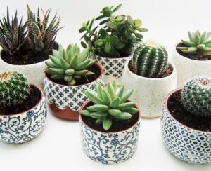 Cacti in Modern Interiors, 55 Ideas for Room Decorating with Desert Plants
