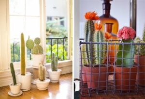 Cacti in Modern Interiors, 55 Ideas for Room Decorating with Desert Plants