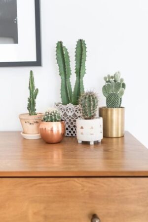 Cacti in Modern Interiors, 55 Ideas for Room Decorating with Desert Plants