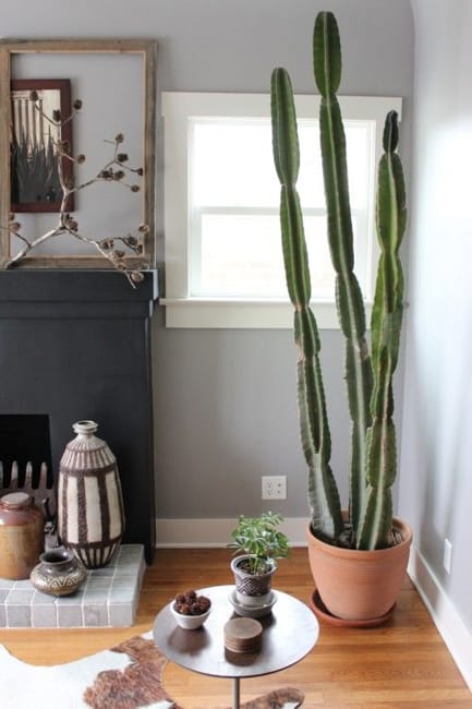 interior decorating with cactus plant