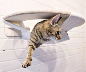 Image showcasing Best Cat Furniture, Design Ideas, Smells and Sounds to Please your Pets