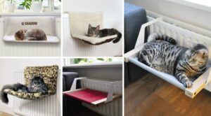 Best Cat Furniture, Design Ideas, Smells and Sounds to Please your Pets