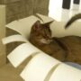 Picture of Best Cat Furniture, Design Ideas, Smells and Sounds to Please your Pets