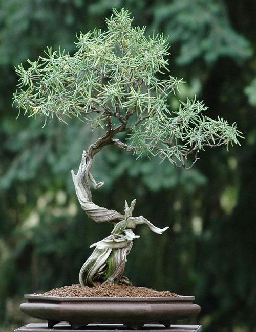miniature tree japanese style