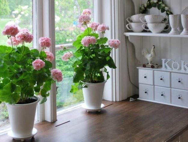 geranium pink flowers