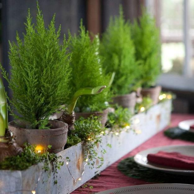 thuja small indoor plants cleaning air
