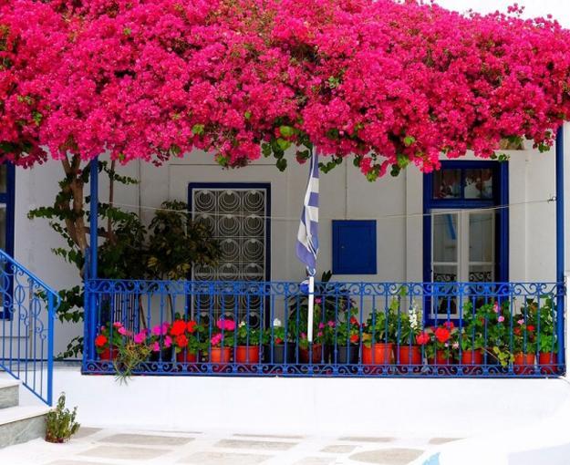 climbing plants garden designs green walls