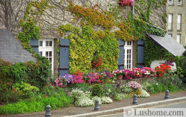 climbing plants garden designs green walls