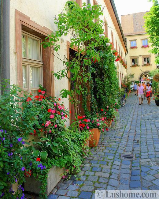 climbing plants garden designs green walls