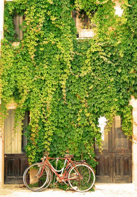 climbing plants garden designs green walls