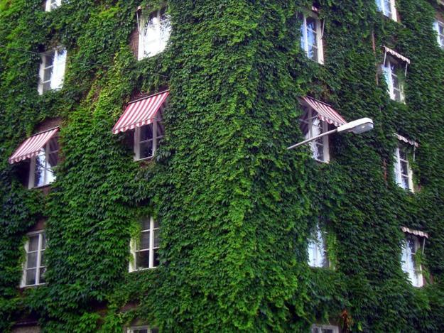 climbing plants garden designs green walls