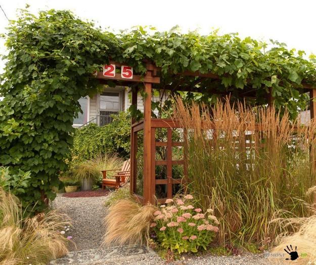 climbing plants garden designs green walls