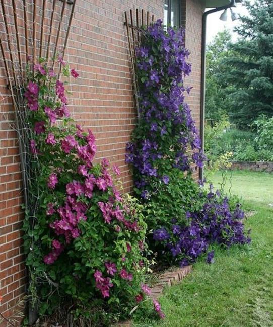 Artful Ways To Decorate Walls And Support Structures With Climbing Artful Ways To Decorate Walls And Support Structures With Climbing