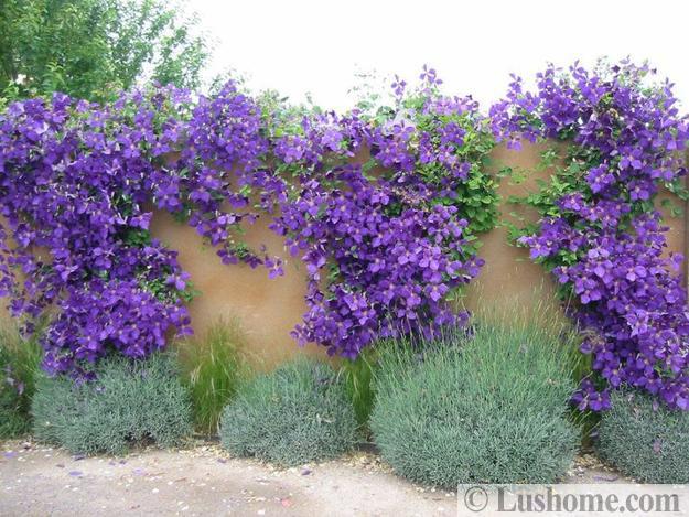 wall decorating flowering vines
