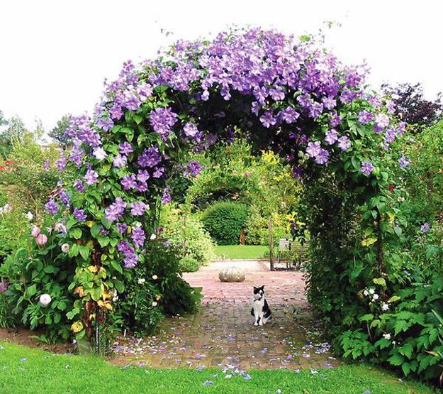 climbing plants garden designs green walls