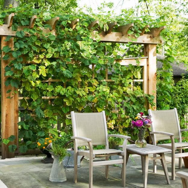 climbing plants garden designs green walls