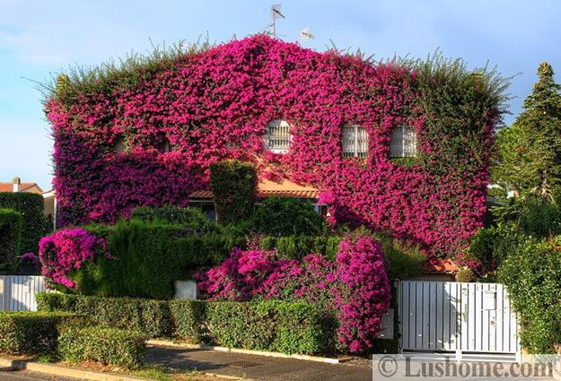 climbing plants garden designs green walls