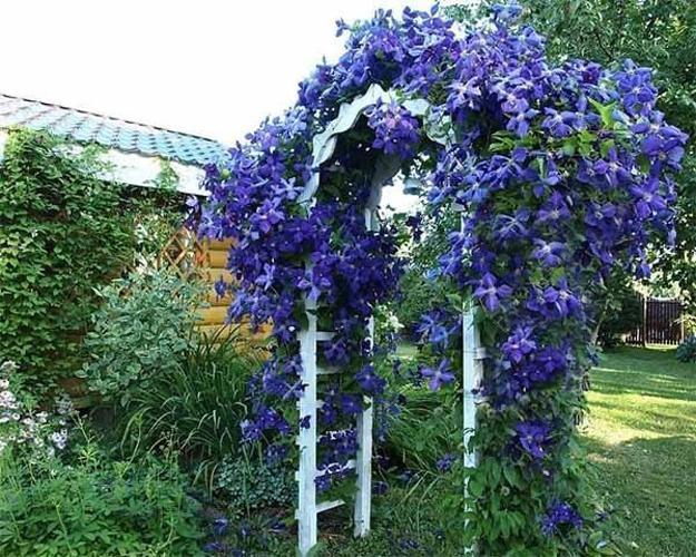 climbing plants garden designs green walls