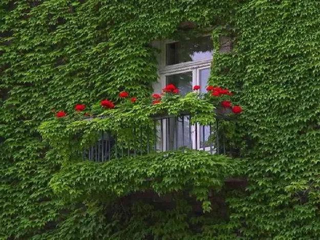 climbing plants garden designs green walls