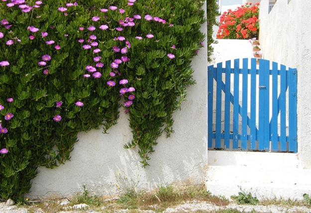 climbing plants garden designs green walls