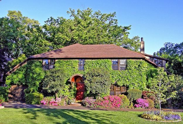 climbing plants garden designs green walls