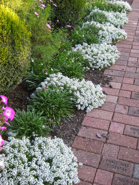 small plants walkway