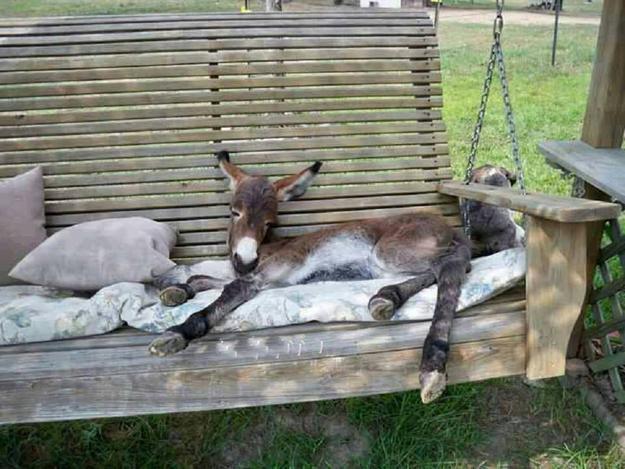 deer garden bench
