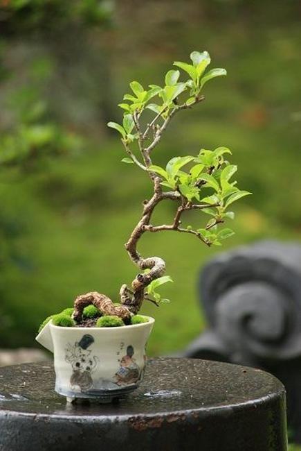 outdoor bonsai tree