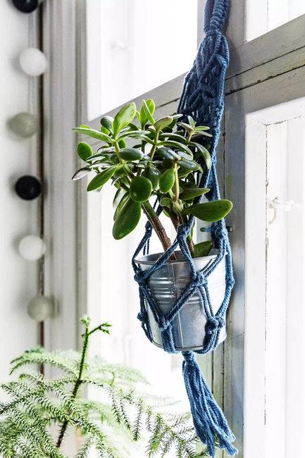 hanging planter houseplant