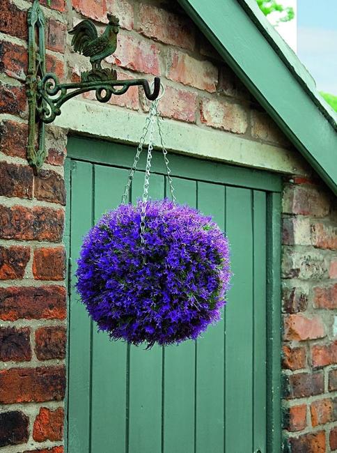 hanging basket purple flowers
