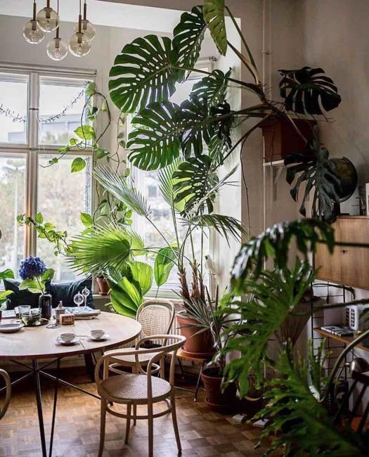 houseplants room decorating ideas