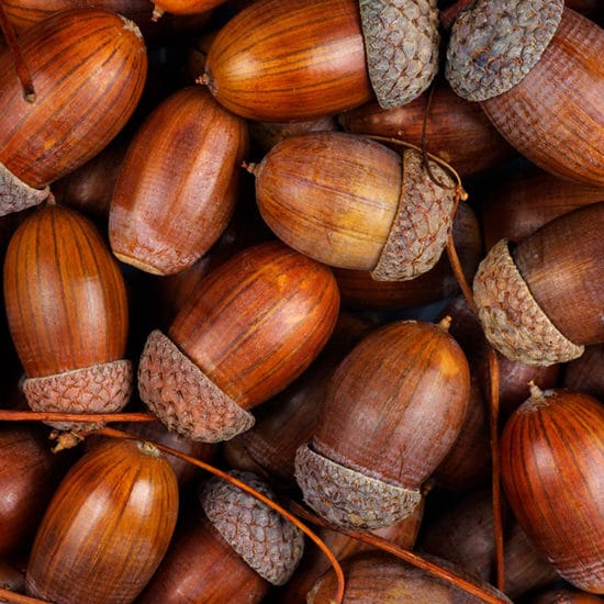 oak tree acorns