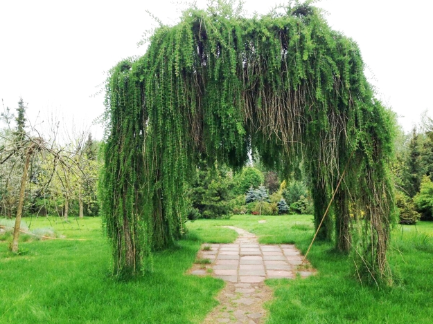 lush greenery garden design ideas