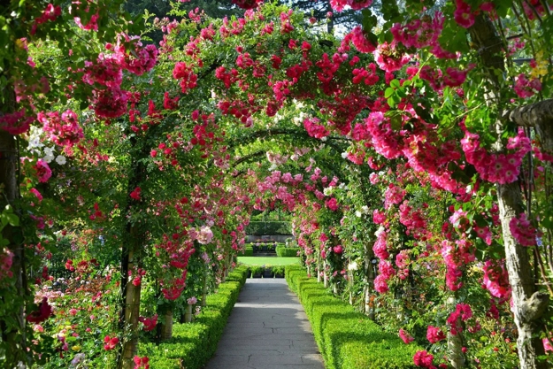 lush greenery garden design ideas