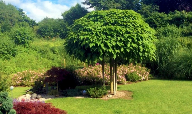 lush greenery garden design ideas