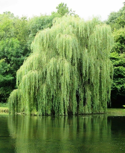 beautiful garden tree