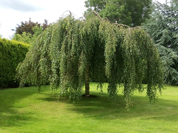 lush greenery garden design ideas