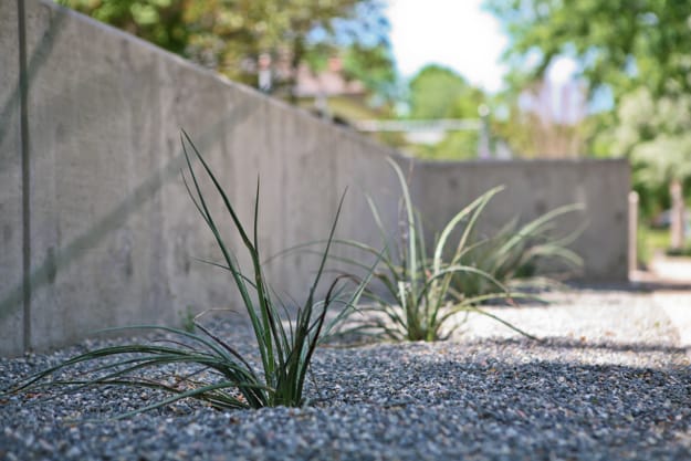 desert plants