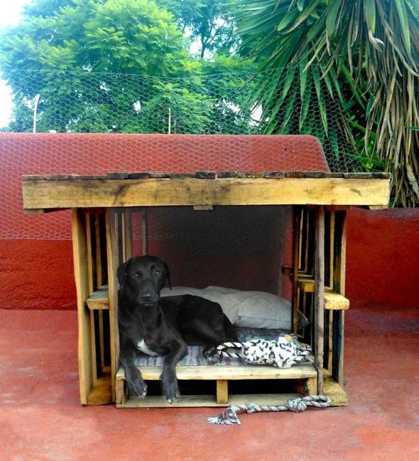 handmade dog house designs shades